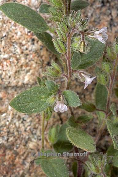 phacelia vallicola 2 graphic